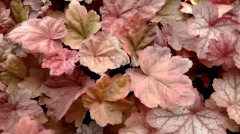 Żurawka ogrodowa „Autumn Leaves” (Heuchera hybryda)